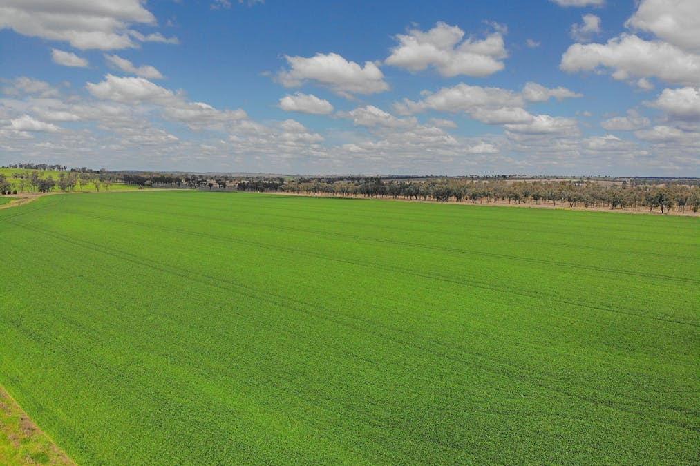 81 Allandale Road, Warialda, NSW, 2402 - Image 10