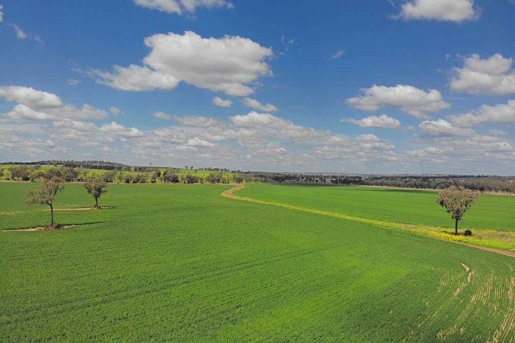 81 Allandale Road, Warialda, NSW, 2402 - Image 11