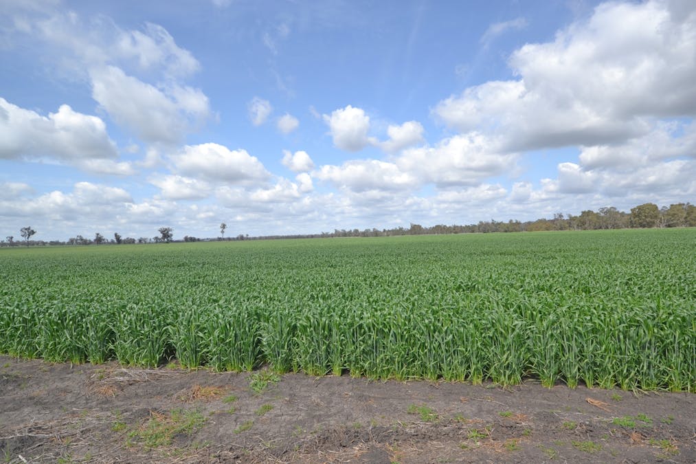 81 Allandale Road, Warialda, NSW, 2402 - Image 19