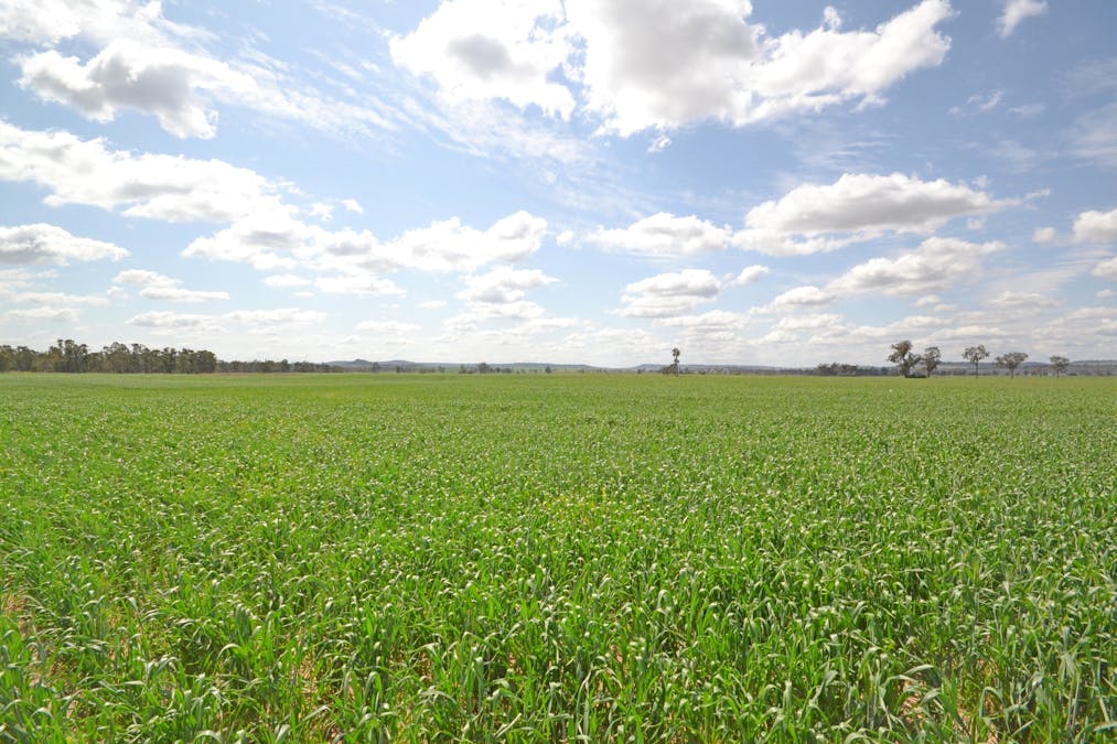 81 Allandale Road, Warialda, NSW, 2402 - Image 23
