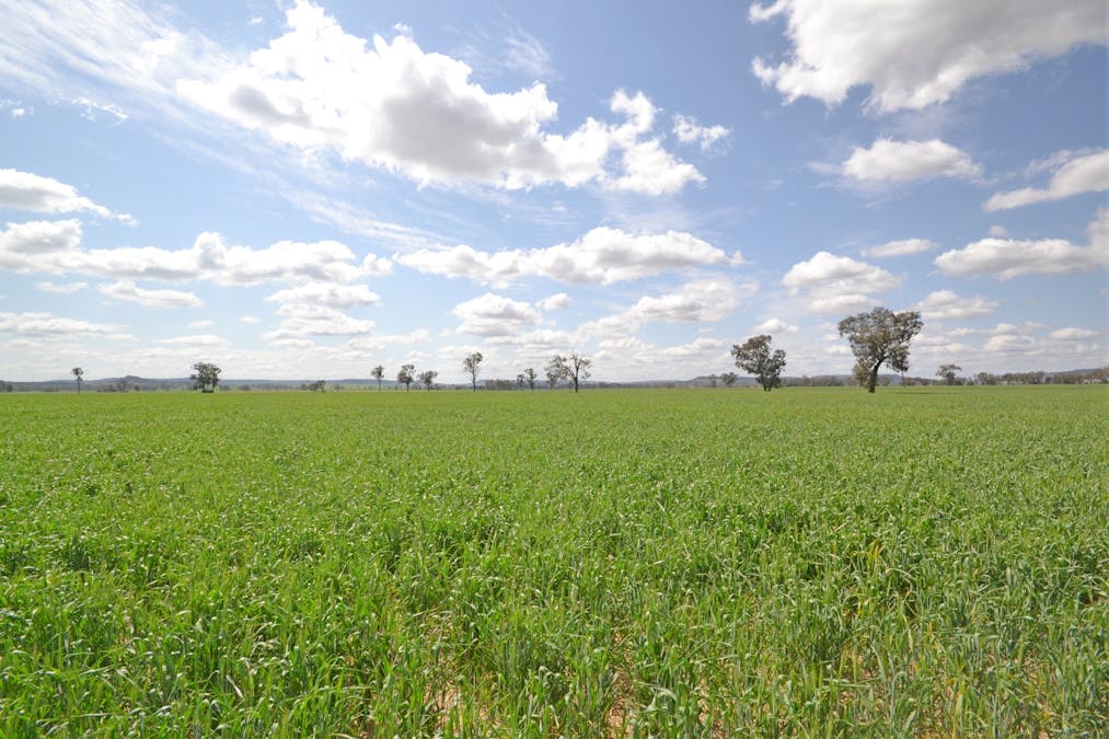 81 Allandale Road, Warialda, NSW, 2402 - Image 24