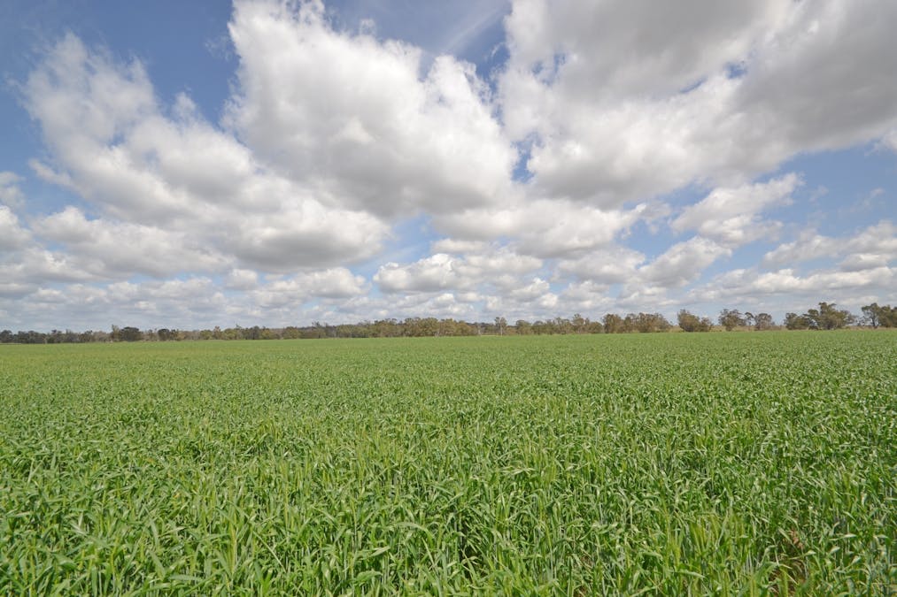 81 Allandale Road, Warialda, NSW, 2402 - Image 26