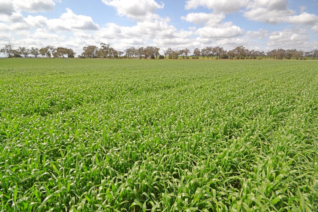81 Allandale Road, Warialda, NSW, 2402 - Image 28