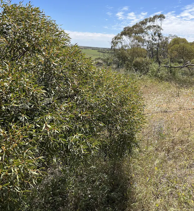 315 Eradu Road, Eradu South, WA, 6532 - Image 28