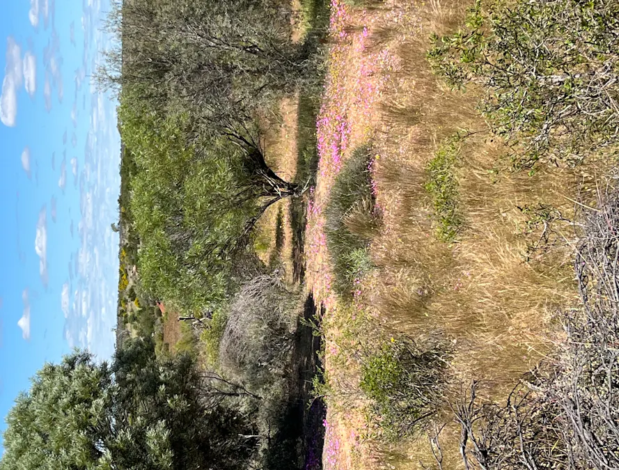 315 Eradu Road, Eradu South, WA, 6532 - Image 29