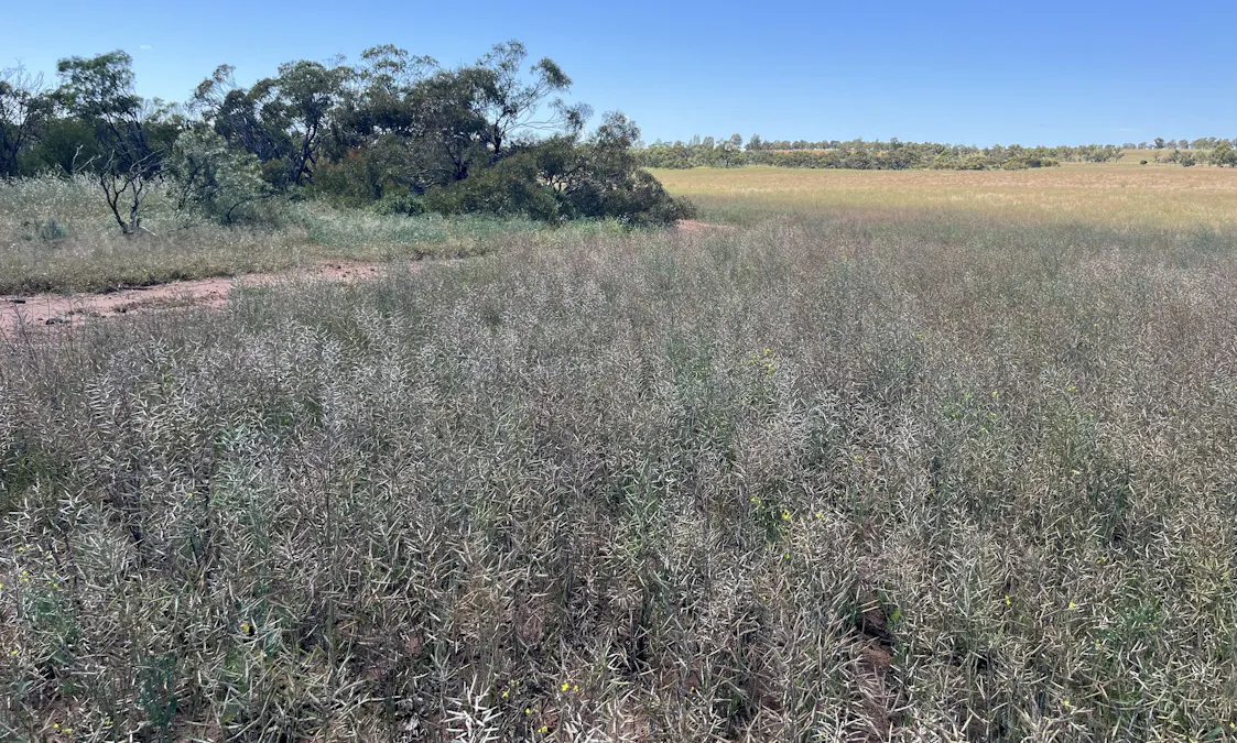 315 Eradu Road, Eradu South, WA, 6532 - Image 33