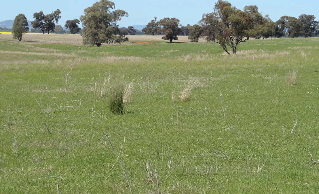 Gooramadda Road, Gooramadda, VIC, 3685 - Image 7