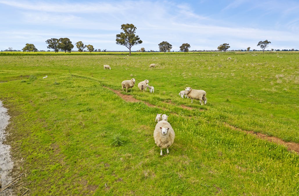 351 Willows Road, Jerilderie, NSW, 2716 - Image 8