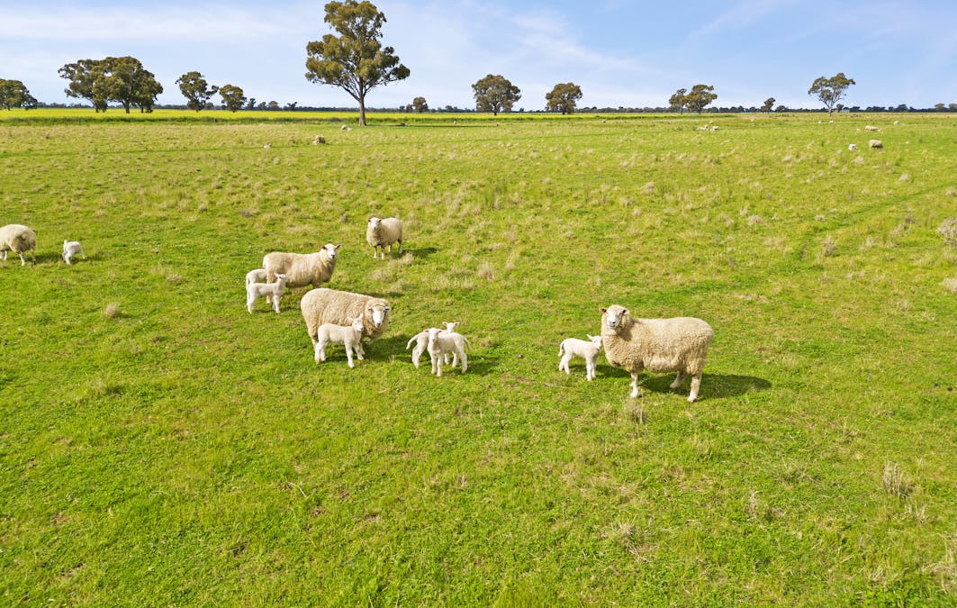 351 Willows Road, Jerilderie, NSW, 2716 - Image 2