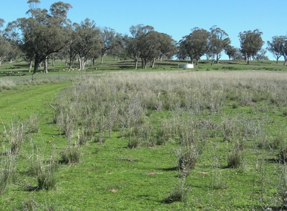 693 Swinging Ridges Road, Ardglen, NSW, 2338 - Image 6