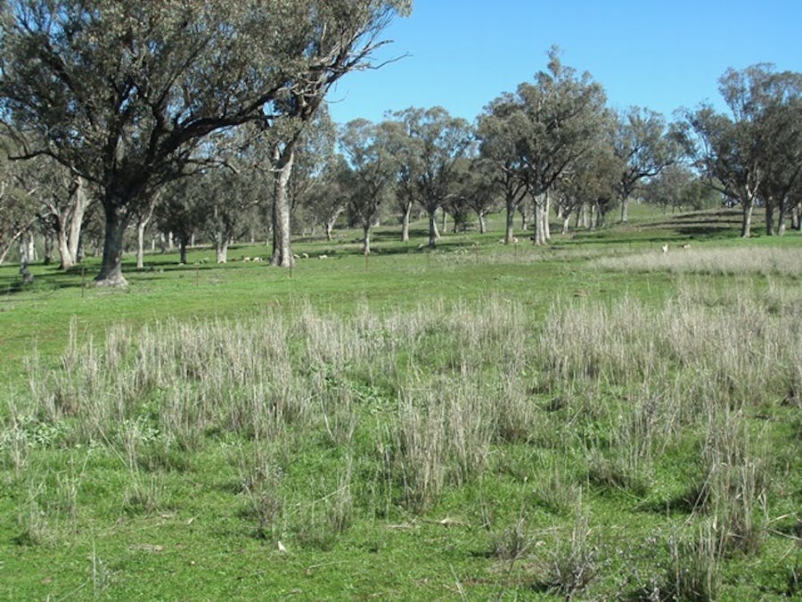 693 Swinging Ridges Road, Ardglen, NSW, 2338 - Image 10