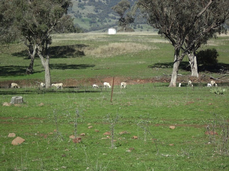 693 Swinging Ridges Road, Ardglen, NSW, 2338 - Image 2