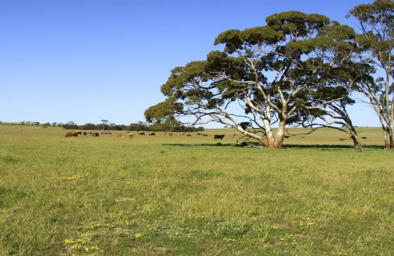 3929 Calingiri-Goomalling Road, Goomalling, WA, 6460 - Image 8