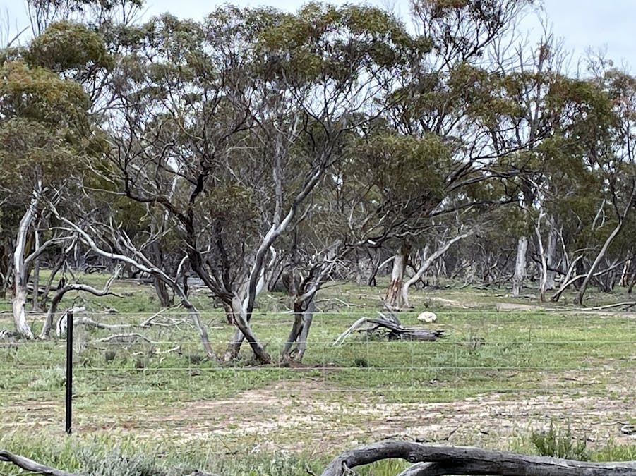 Lot 11505 Bungulla Road, North Tammin, WA, 6409 - Image 9