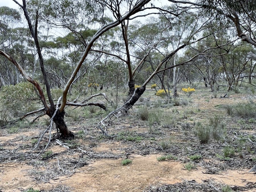 Lot 11505 Bungulla Road, North Tammin, WA, 6409 - Image 14