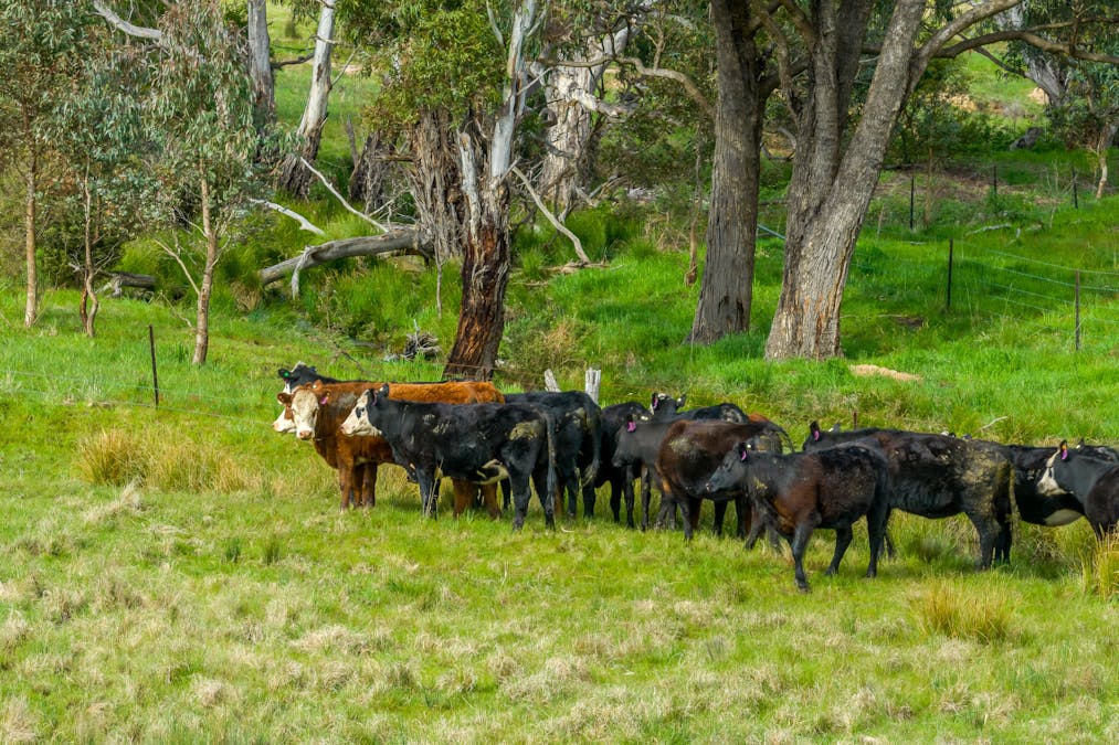 720 Taralga Road , Goulburn, NSW, 2580 - Image 9