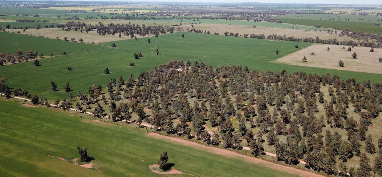 82 Ratcliffs Road, Berrigan, NSW, 2712 - Image 6