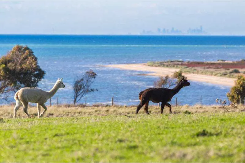 31-99 Spray Farm Lane, Bellarine, VIC, 3223 - Image 5