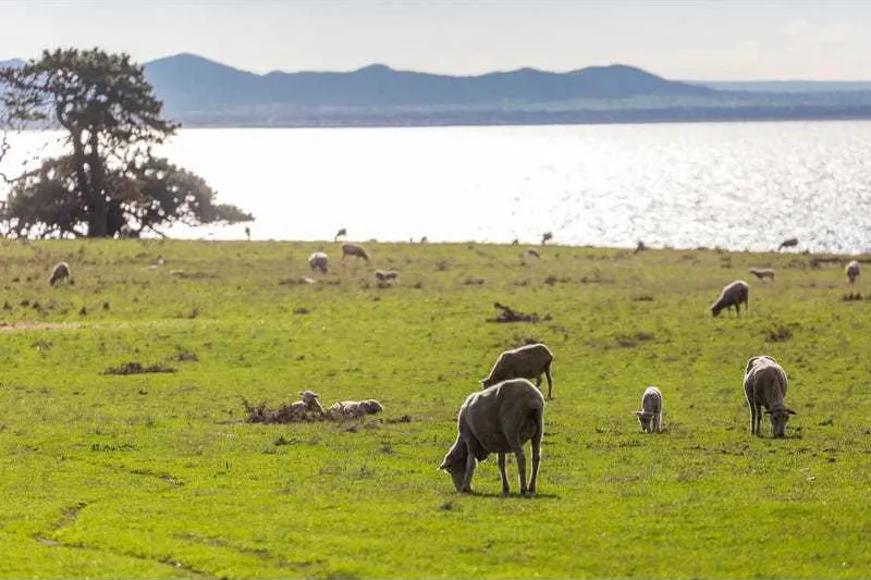 31-99 Spray Farm Lane, Bellarine, VIC, 3223 - Image 7