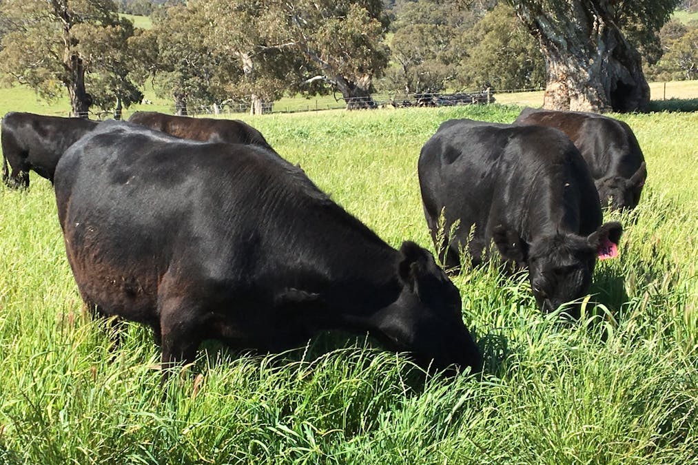 70 Scottsburn Road, Woodside, SA, 5244 - Image 4