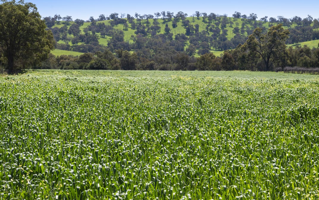 54/Chittering Valley Road, Lower Chittering, WA, 6084 - Image 13