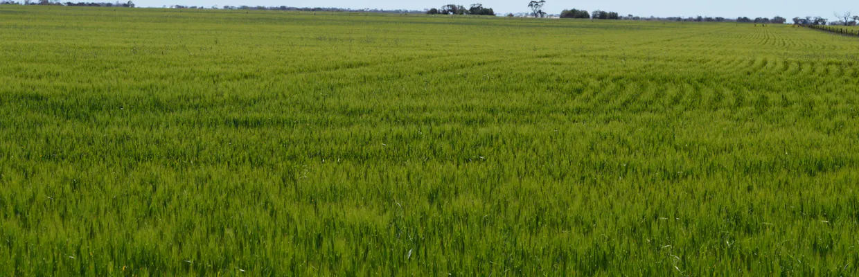 Lots 4, 5  Big Rabbit Road, Lower Light, SA, 5501 - Image 5