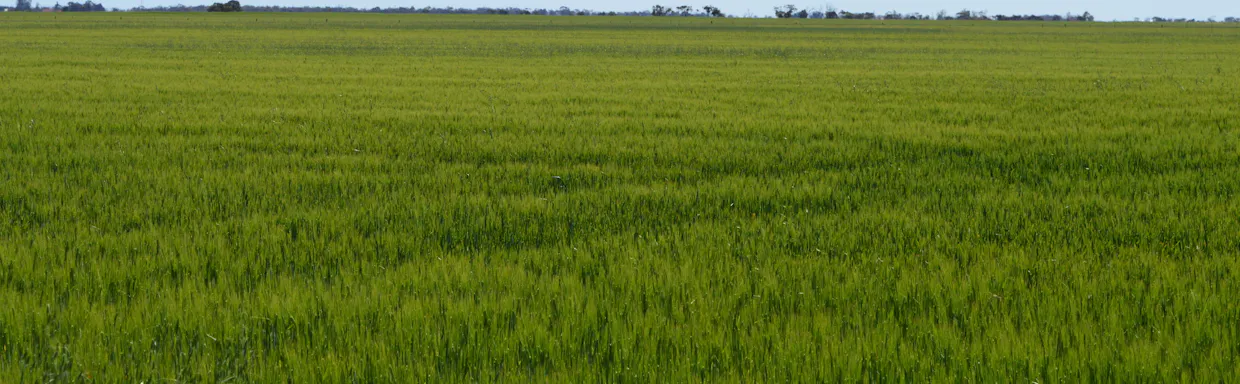 Lots 4, 5  Big Rabbit Road, Lower Light, SA, 5501 - Image 6