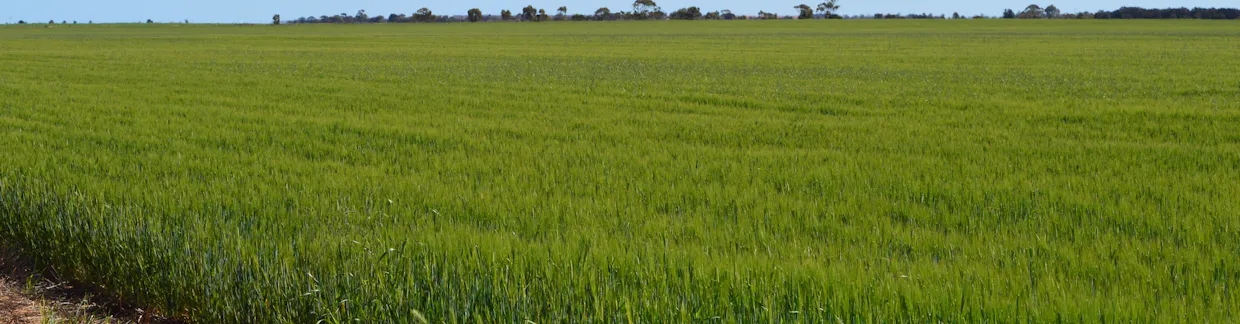 Lots 4, 5  Big Rabbit Road, Lower Light, SA, 5501 - Image 8