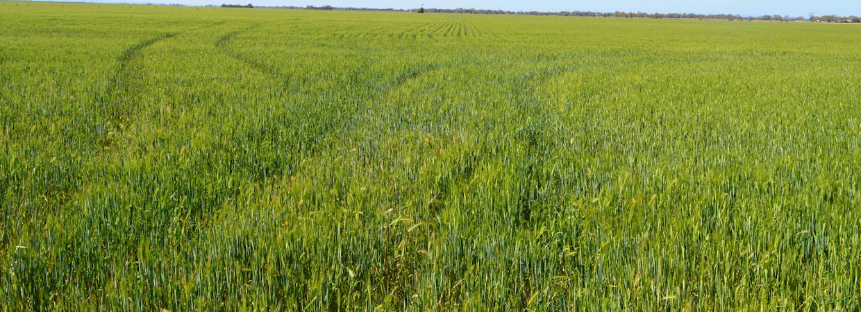 Lots 4, 5  Big Rabbit Road, Lower Light, SA, 5501 - Image 15