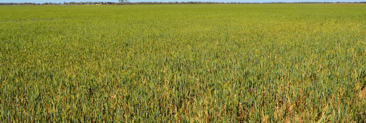 Lots 4, 5  Big Rabbit Road, Lower Light, SA, 5501 - Image 19