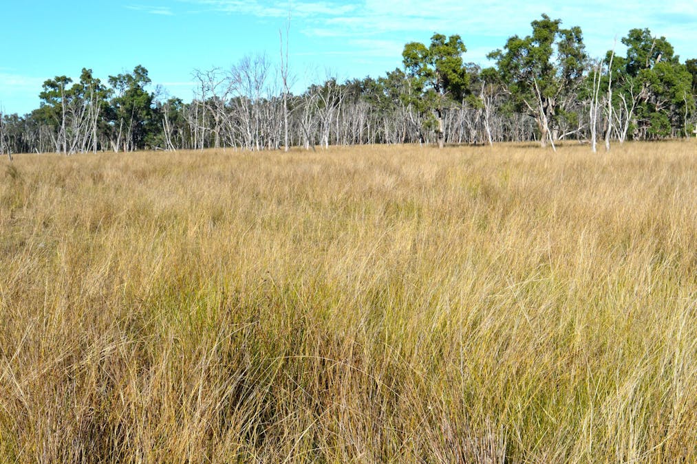 Hollybank Road, Inglewood, QLD, 4387 - Image 6
