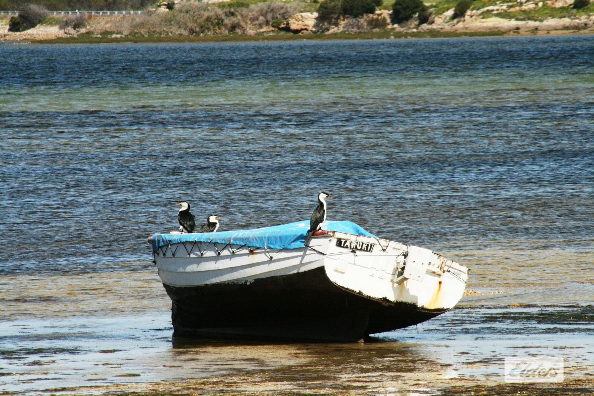 78 Hickeys Drive, Coobowie, SA, 5583 Sold Elders Real Estate