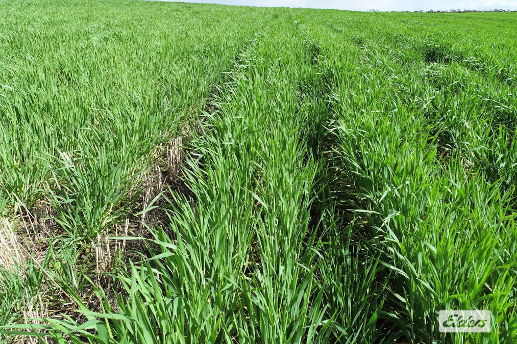 Sec 250 Weetulta Tank Road, Weetulta, SA, 5573 - Image 8