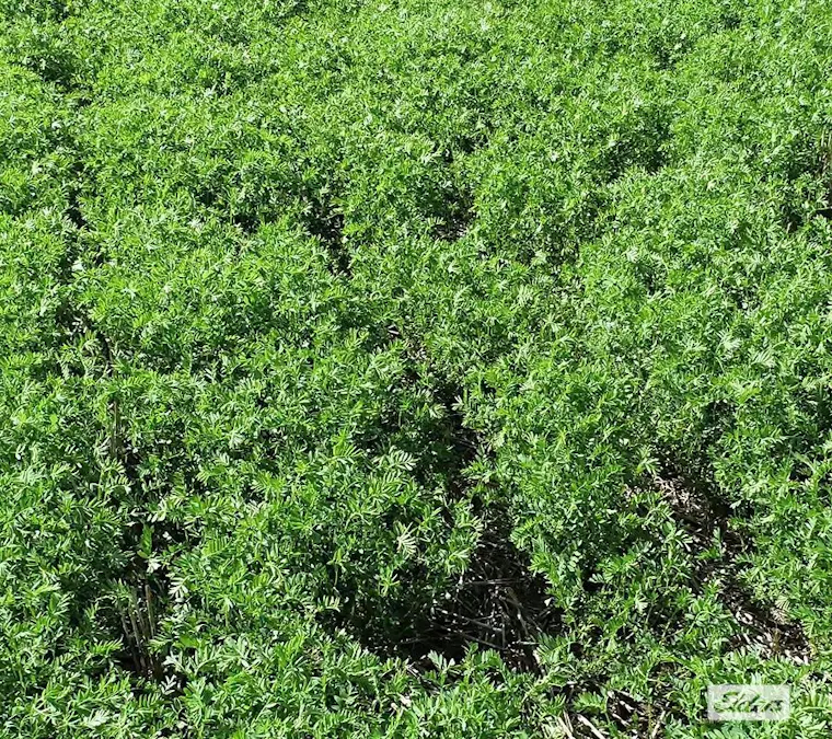 Correll Road, Arthurton, SA, 5572 - Image 8