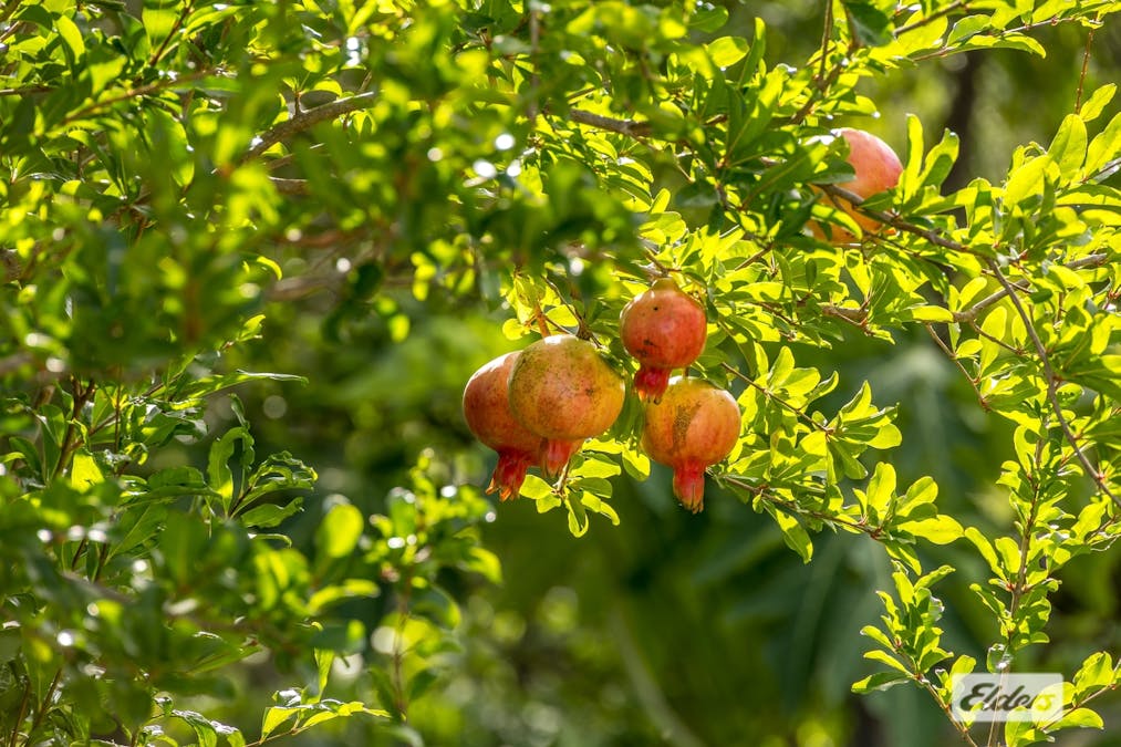 697 Ingoldsby Road, Ingoldsby, QLD, 4343 - Image 22