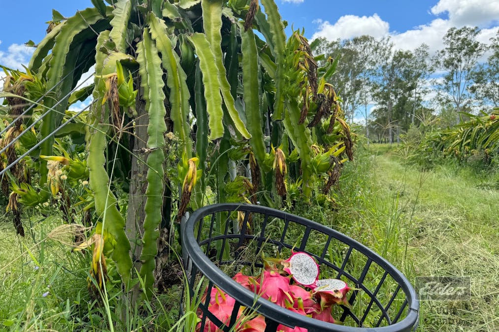 288 Blowers Road, Munna Creek, QLD, 4570 - Image 15