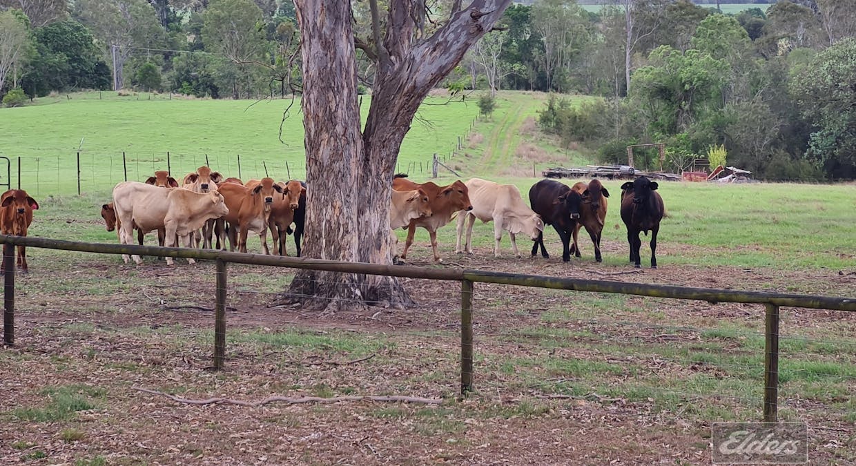 286 Scotchy Pocket Road, Scotchy Pocket, QLD, 4570 - Image 17