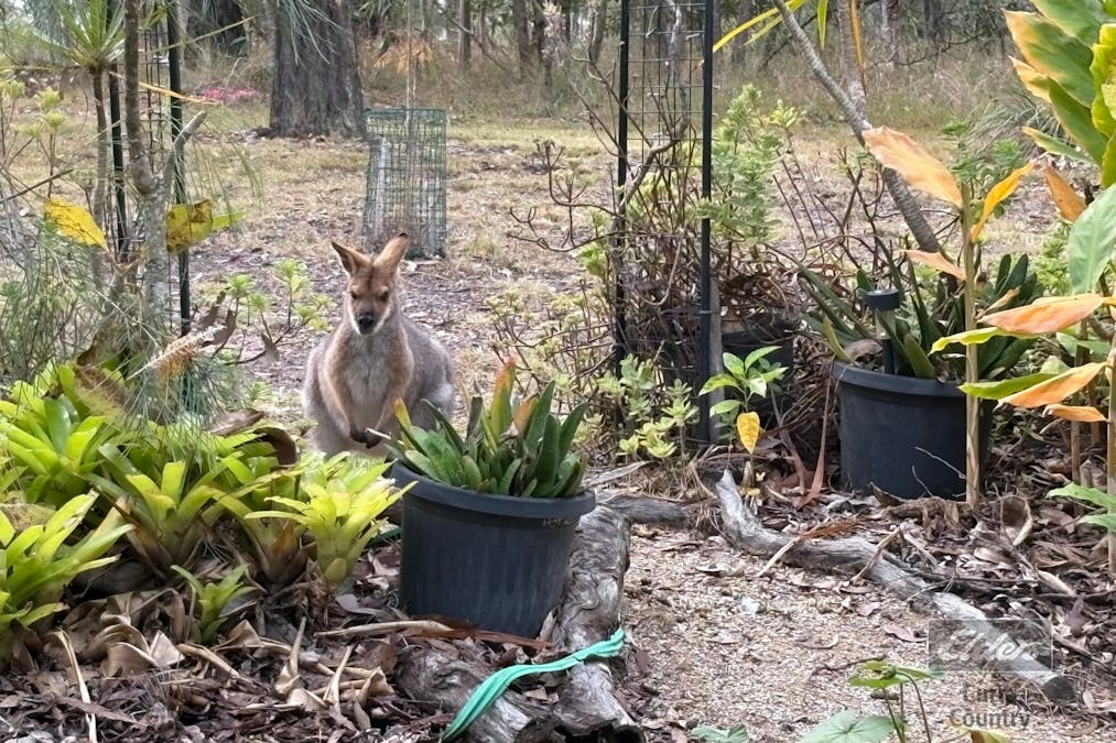 76 Arborthree Road, Glenwood, QLD, 4570 - Image 18
