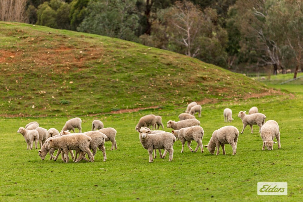 17 Van Every Lane, Glenpatrick, VIC, 3469 - Image 27