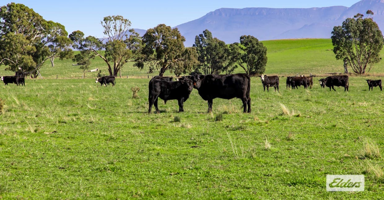 Better Route Road, Moyston, VIC, 3377 - Image 4