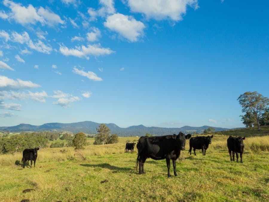 1687 Myrtle Mtn Road, Candelo, NSW, 2550 - Image 22