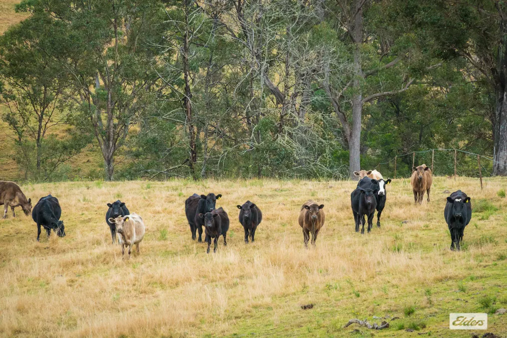 93 Ramble Lane, Brogo, NSW, 2550 - Image 21