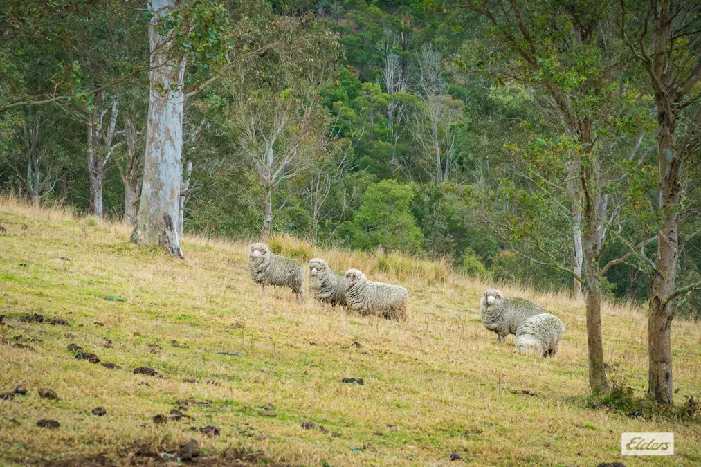 93 Ramble Lane, Brogo, NSW, 2550 - Image 29