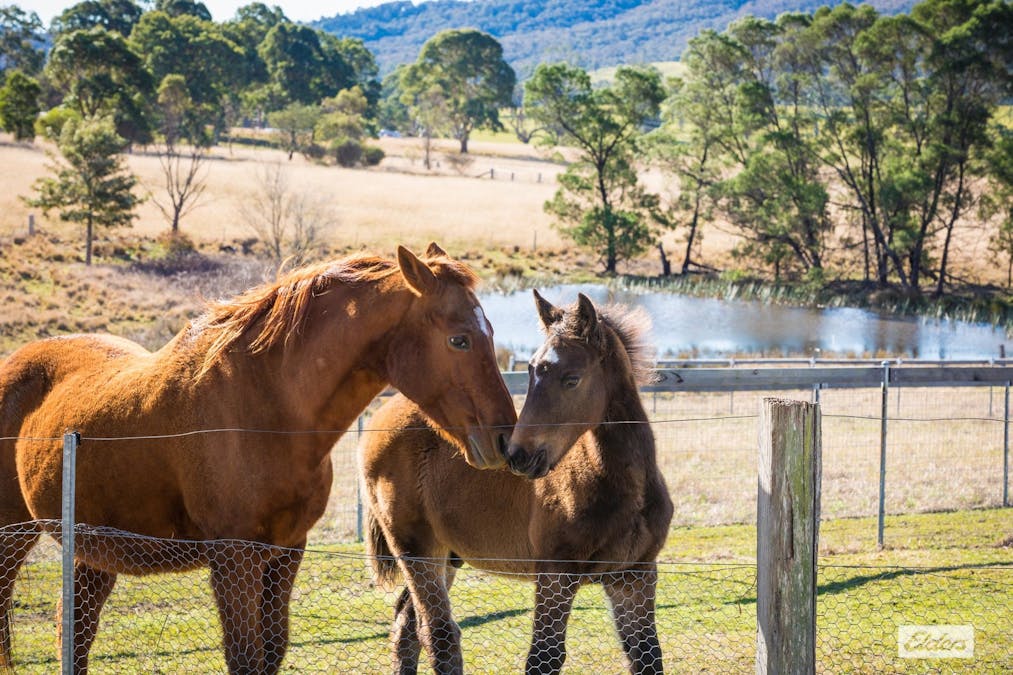1281 Princes Highway, Frogs Hollow, NSW, 2550 - Image 29