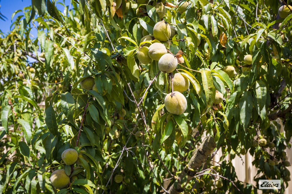 6 Meringo Street, Bega, NSW, 2550 - Image 28