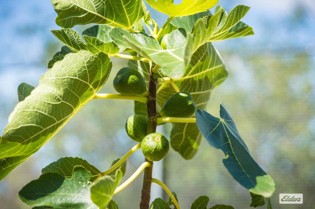 1372 Myrtle Mountain Road, Myrtle Mountain, NSW, 2550 - Image 26