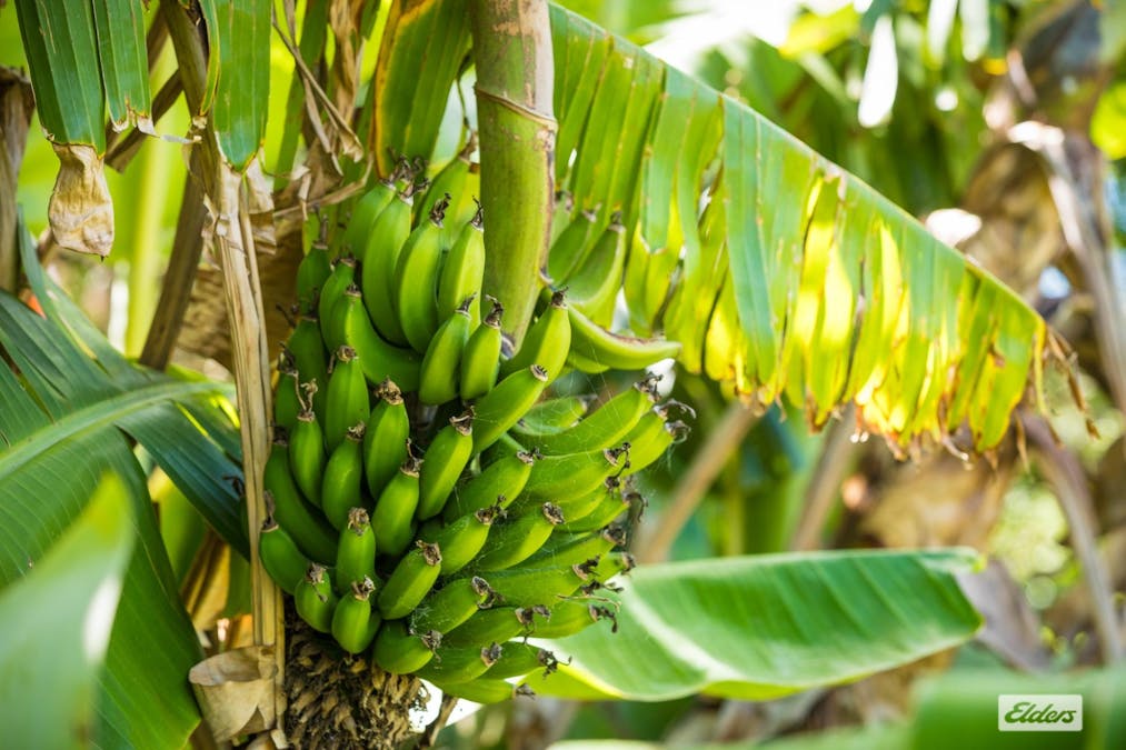 1372 Myrtle Mountain Road, Myrtle Mountain, NSW, 2550 - Image 25