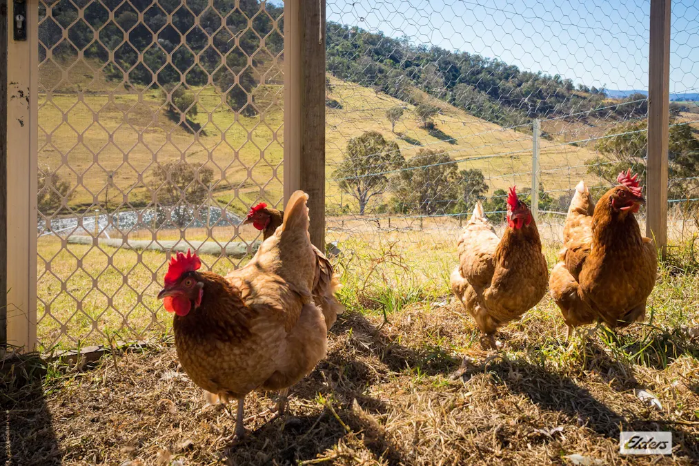 450 Tantawangalo Mountain Road, Candelo, NSW, 2550 - Image 29