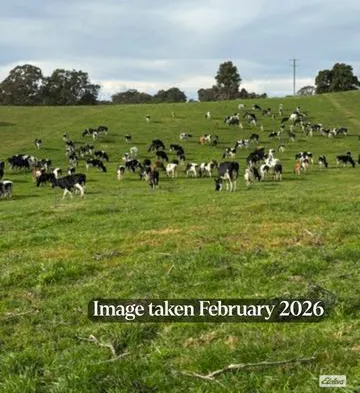 910 West Kameruka Road, Morans Crossing, NSW, 2550 - Image 20