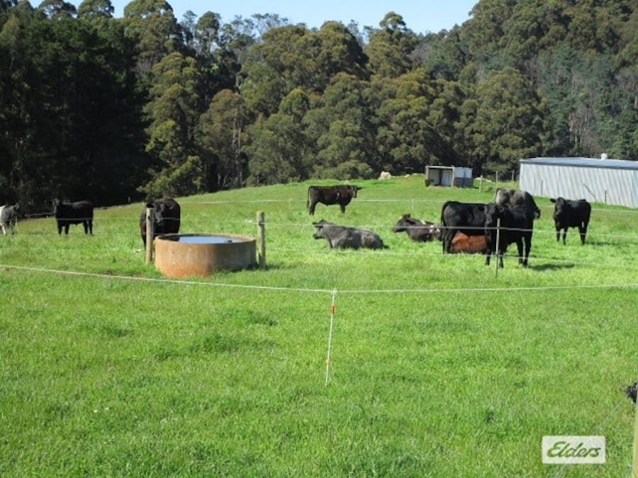175 Allison Road, North Motton, TAS, 7315 - Image 2